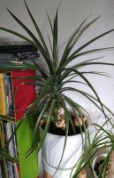 Ananas # Zimmerpflanze # Grünpflanze # Zierpflanze Hannover - Bothfeld-Vahrenheide Vorschau