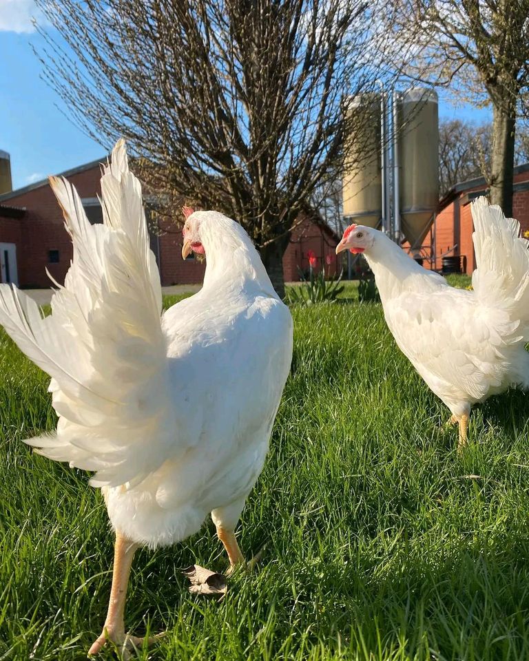 Hühner Legehennen Lohmann Leghorn in Malente