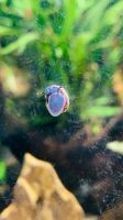 Blue Berry Snail, Blaubeer Schnecke Schleswig-Holstein - Elmenhorst Kr Stormarn Vorschau