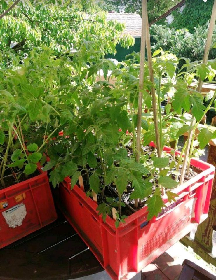 Tomatenpflanzen - 20 seltene samenfeste Sorten in Königs Wusterhausen