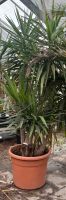 Palme zu verkaufen Niedersachsen - Garbsen Vorschau