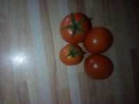 Tomatenpflanzen/ Cherry Ludwigslust - Landkreis - Grabow Vorschau