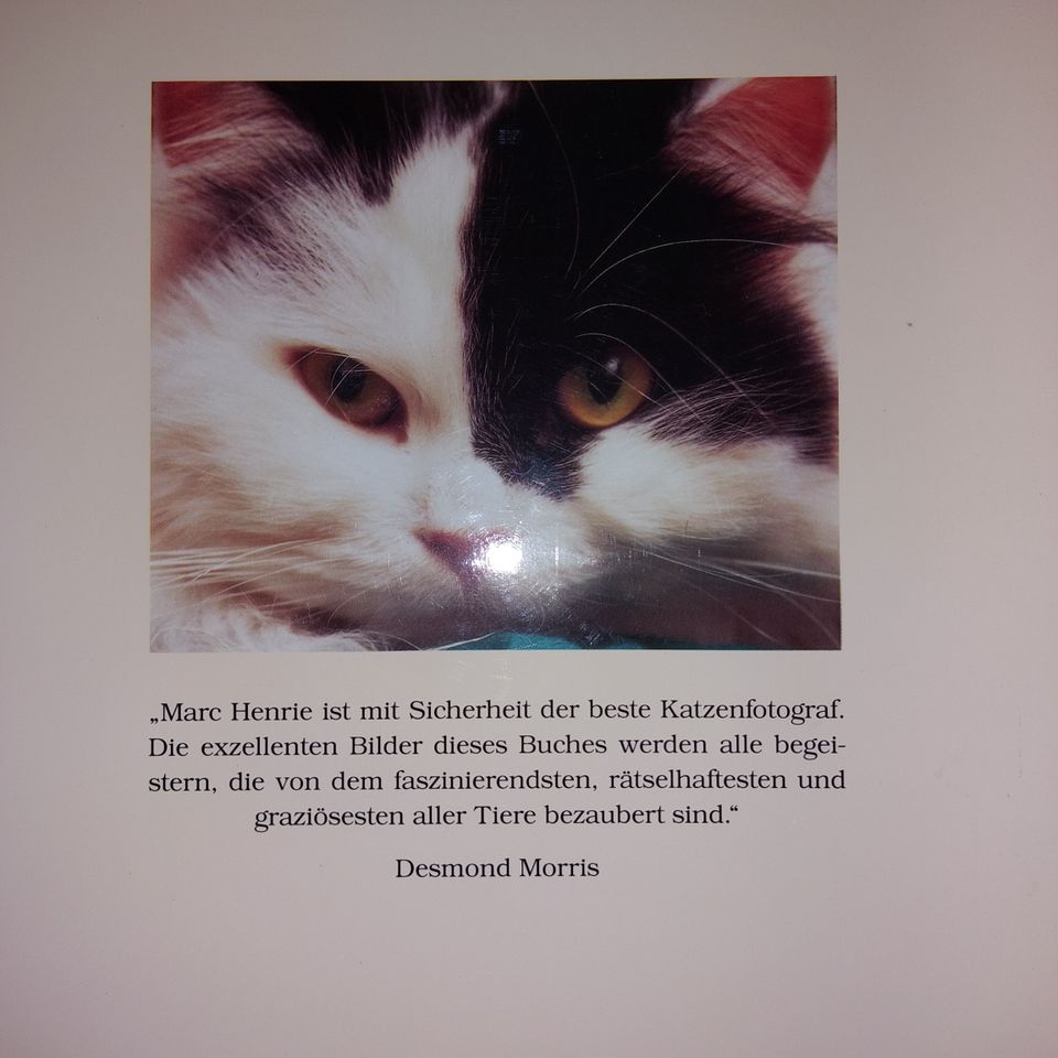 Buch - Bildband - *** Zauberwelt der Katzen *** in Selters