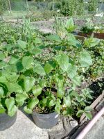 Melisse im Topf Garten Balkon Terrasse ca. 45 cm Niedersachsen - Seelze Vorschau