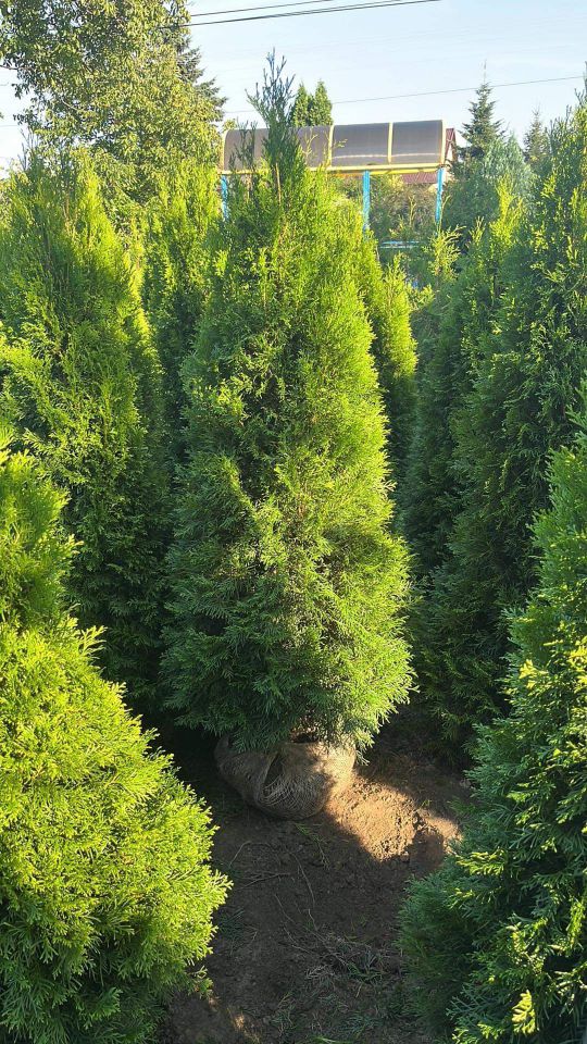 LEBENSBAUM THUJA SMARAGD BRABANT TOP HECKPFLANZEN in Kempten