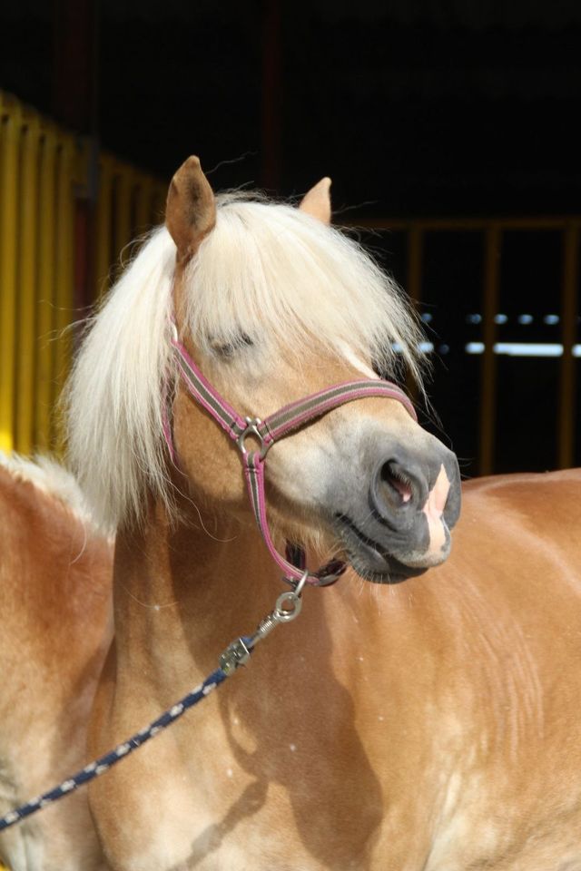 Original Tiroler Haflinger Zuchtstute  mit prämiertem Fohlen in Twist