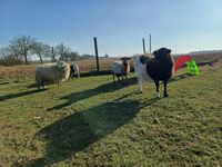 Schaf zu verkaufen Mecklenburg-Vorpommern - Rosenow Vorschau
