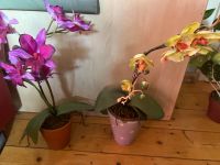 2 Orchideen Berlin - Köpenick Vorschau