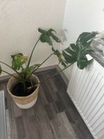 Monstera Pflanze zu verkaufen Baden-Württemberg - Aalen Vorschau