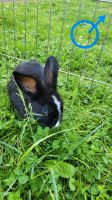 Junge  kaninchen Niedersachsen - Boffzen Vorschau