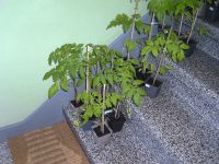 Tomatenpflanzen, 16 alte Sorten, 2 Pflanzen 3,-€ Niedersachsen - Langenhagen Vorschau