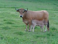 Aubrac Rinder Thüringen - Hörselberg-Hainich Vorschau