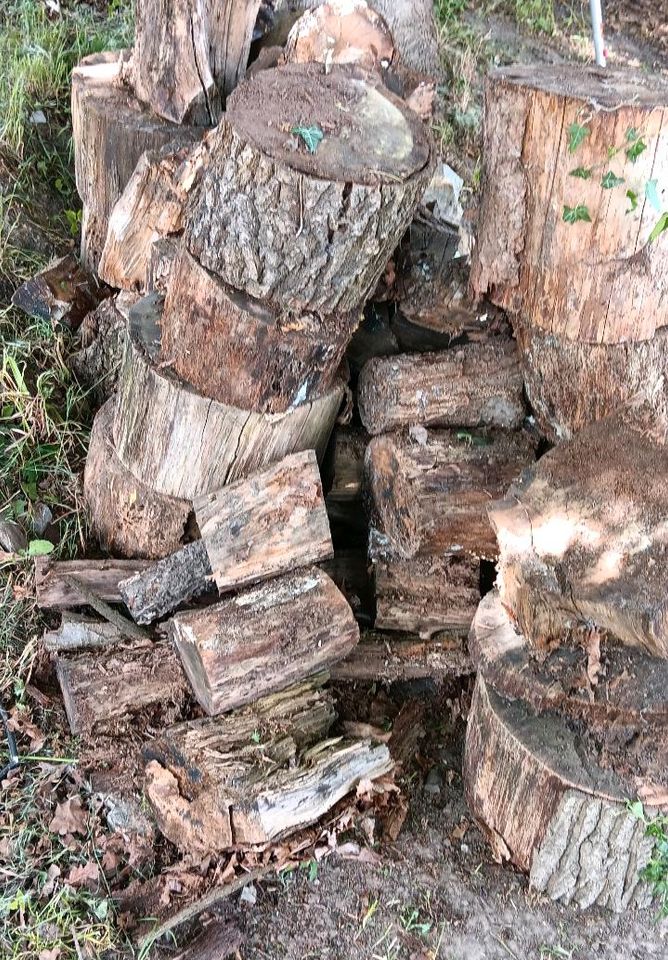 Holz Brennholz Baum Stücke Buche Eiche Fichte in Paderborn