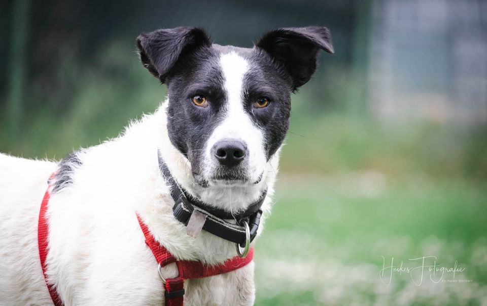 Jungspund TOM ❤️ a.d. Tierschutz sucht seine Familie in Erftstadt