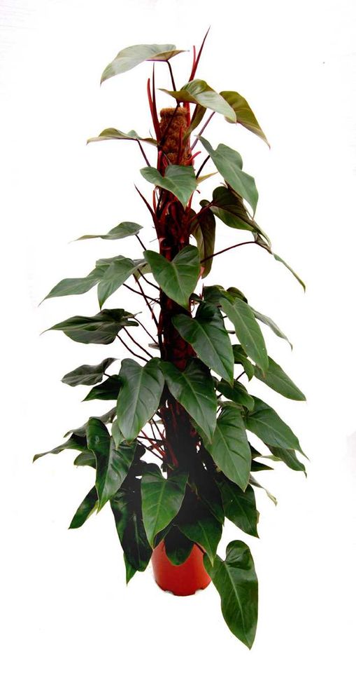 Philodendron erubescens *Red Emerald scandens Baumfreund rot in Biblis