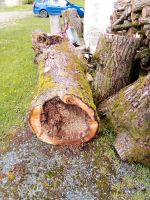 Baumstamm hohl für Scheiben, Deko, Epoxidharz usw. Bayern - Mettenheim Vorschau