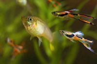 Endler Guppys aus eigener Zucht  // 0,80€ Brandenburg - Petershagen Vorschau