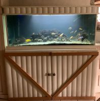 Aquarium 500 Liter komplett Malawi Sachsen - Pirna Vorschau