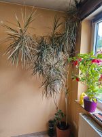 Palme Dracaena Marginata 250 cm hoch Hessen - Wiesbaden Vorschau