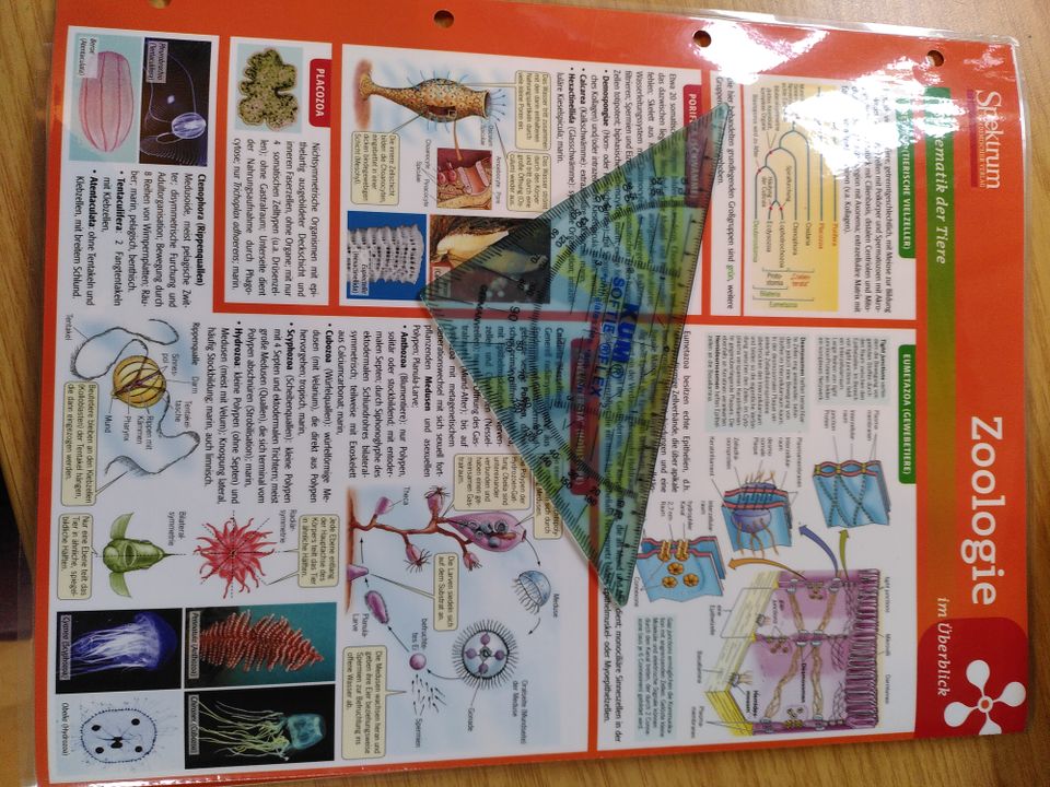 Lerntafel Spektrum Zoologie im Überblick - Systematik der Tiere in Freising