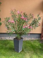 Oleander, rosa Berlin - Hellersdorf Vorschau