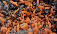 Orange Springschwänze Yuukianura aphoruroides Hessen - Eppstein Vorschau