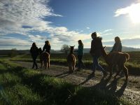 Alpakawanderung Feierabendtour Bayern - Niederbergkirchen Vorschau