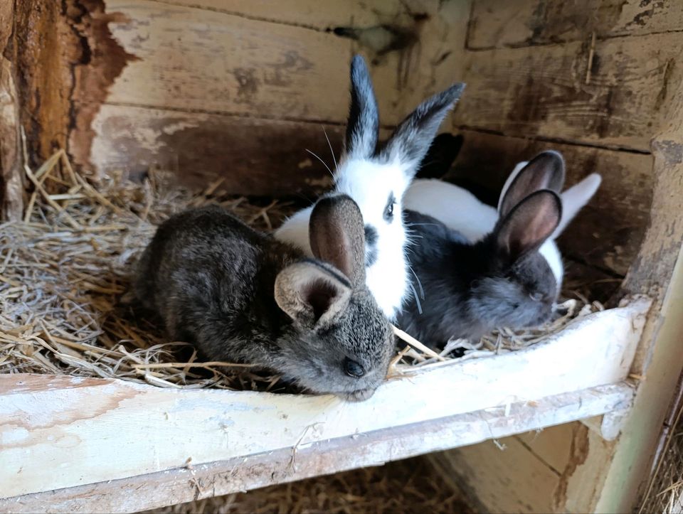 Junger Hase Kaninchen Stallhase in Raschau-Markersbach