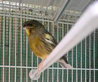 Kanarienvogel Kanarien Gloster Nürnberg (Mittelfr) - Aussenstadt-Sued Vorschau