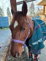 BEMER Horse-Set und Human-Set Bayern - Wasserburg Vorschau