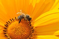 Standplatz für Bienen gesucht, Bienenstand, Bienenhaus, Waldrand Kr. München - Aying Vorschau