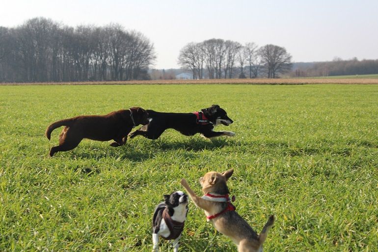 Gassiservice Hundebetreuung Gassi gehen in Mönchengladbach