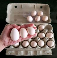 Eier Hühner Huhn Frühstück Nordrhein-Westfalen - Gelsenkirchen Vorschau