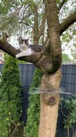 Katzen Abwehrgürtel Überkletterschutz Nordrhein-Westfalen - Marl Vorschau