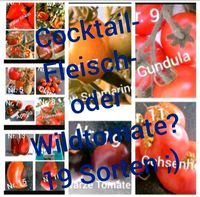 BIO-Tomatenpflanzen 19 Sorten zur Auswahl Rheinland-Pfalz - Mainz Vorschau