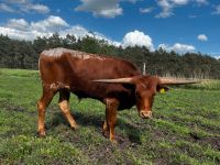 Texas Longhorn Ochse Sachsen-Anhalt - Zahna-Elster Vorschau