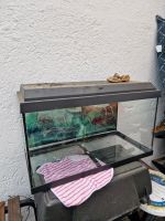 Klein Aquarium zu verschenken Bayern - Lenting Vorschau