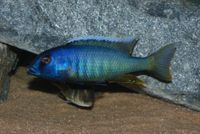 Malawi, Buccochromis spectabilis Bayern - Neuendettelsau Vorschau
