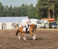 Deutsche Reitponystute Niedersachsen - Bremervörde Vorschau