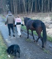 Wandern, Spazieren gehen mit Pony, Ponywanderung, Pony mieten Rheinland-Pfalz - Neustadt (Wied) Vorschau