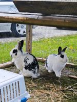 3 Hasen abzugeben Bayern - Bobingen Vorschau