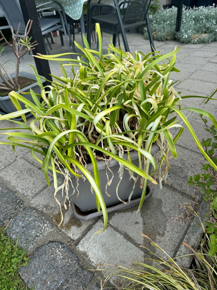 Schmucklilie Agapanthus Pflanze Kübelplanze Blume in Gerbstedt