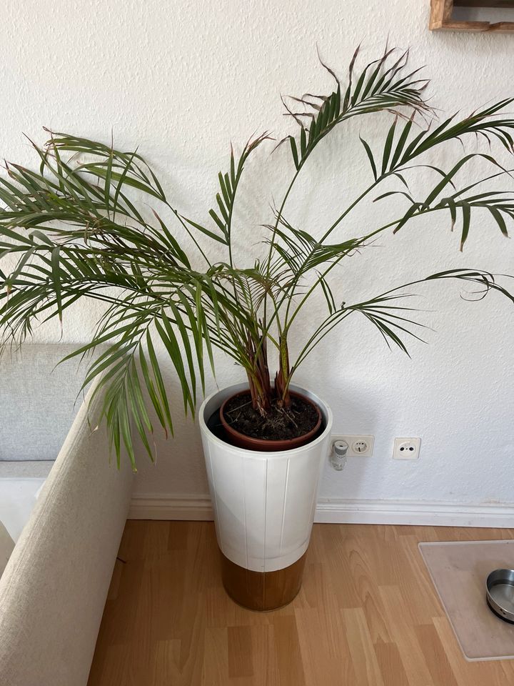 Palme - Pflanze in Magdeburg