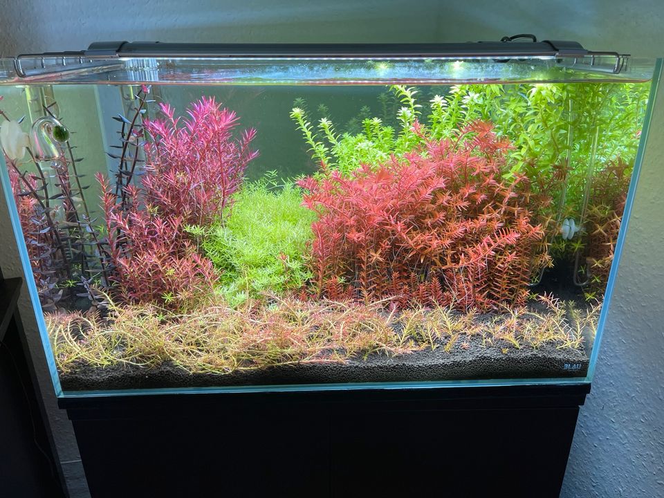 Rarität Aquariumpflanze Roter Bodendecker Rotala mexicana Goias in Ettlingen