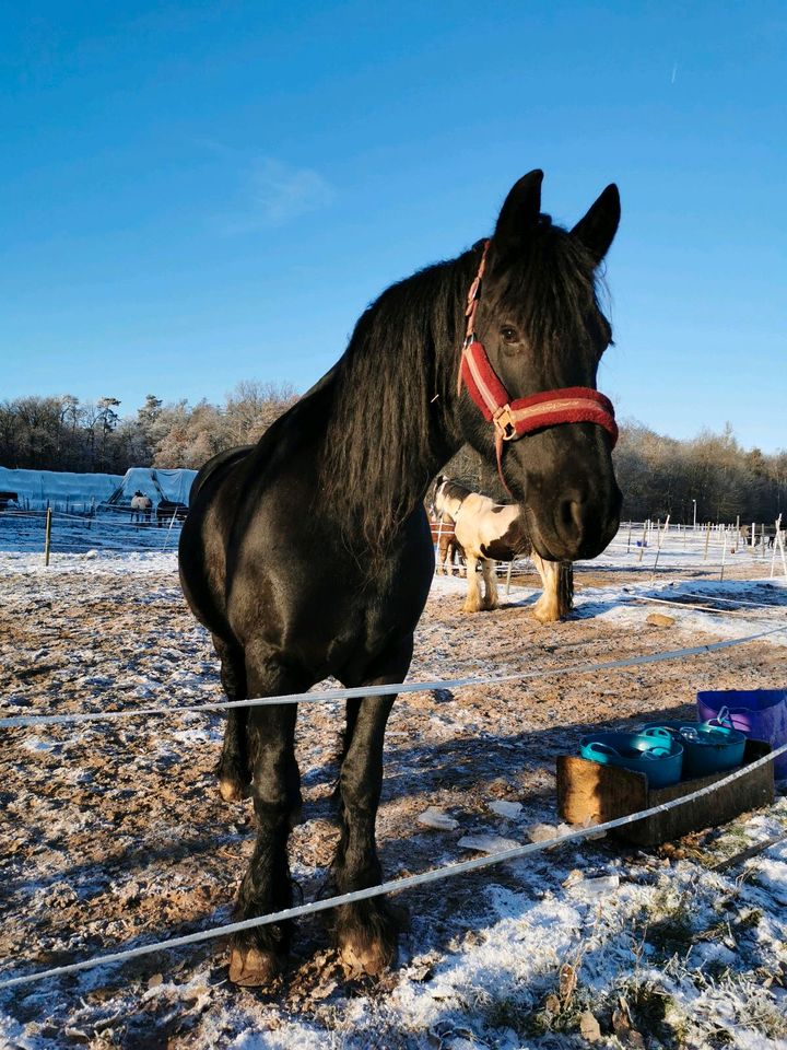 Fahr-&Reitbeteiligung für Tinker & Friese # Freizeit # Gelände # in Rödermark