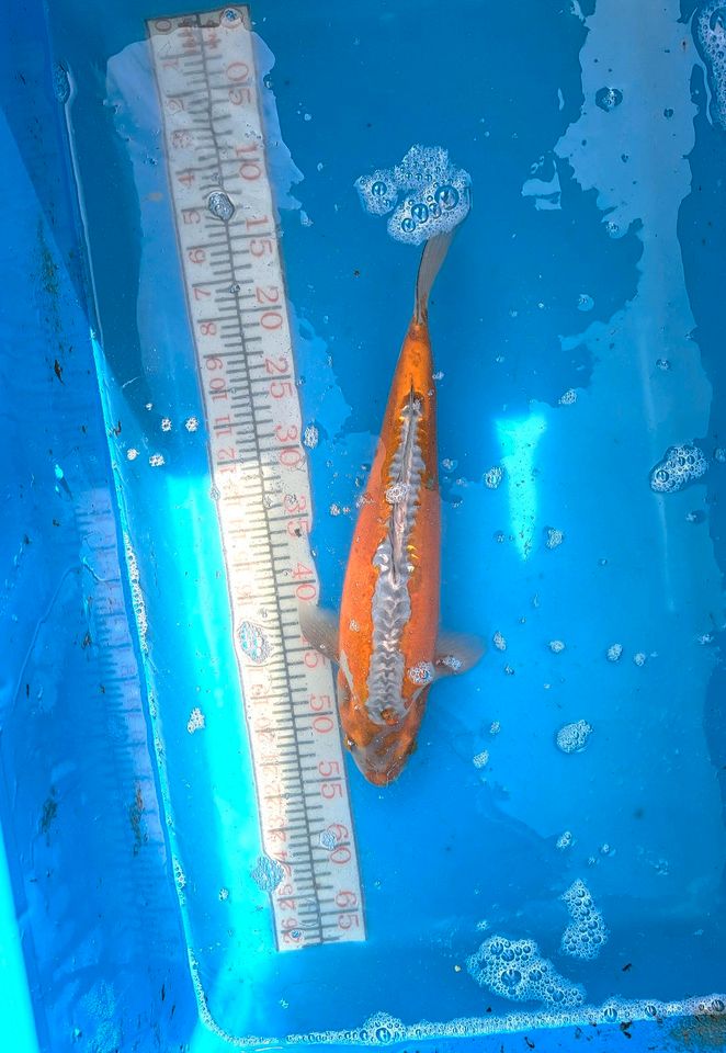 Koi Shusui ca.40cm groß in Achern