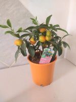 Kumquat Pflanze Baden-Württemberg - Schrozberg Vorschau