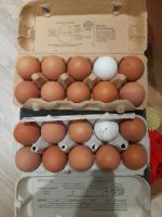 Bruteier/Befruchtete Eier von unseren Hühner Nordrhein-Westfalen - Witten Vorschau