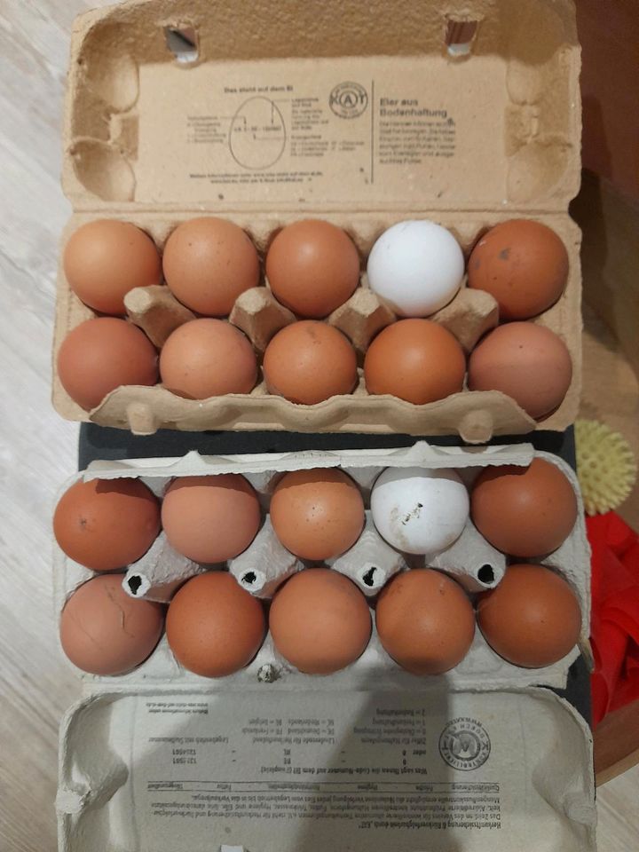 Bruteier/Befruchtete Eier von unseren Hühner in Witten