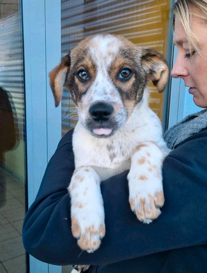 Ole - fröhlicher Junghund sucht sein Zuhause❤️ in Dormagen